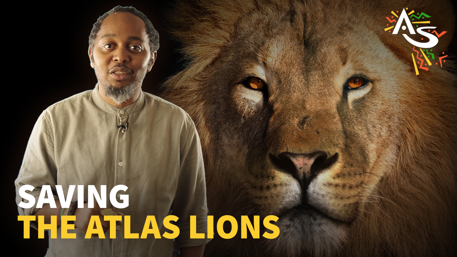 How Morocco Is Saving The Atlas Lions African Stream